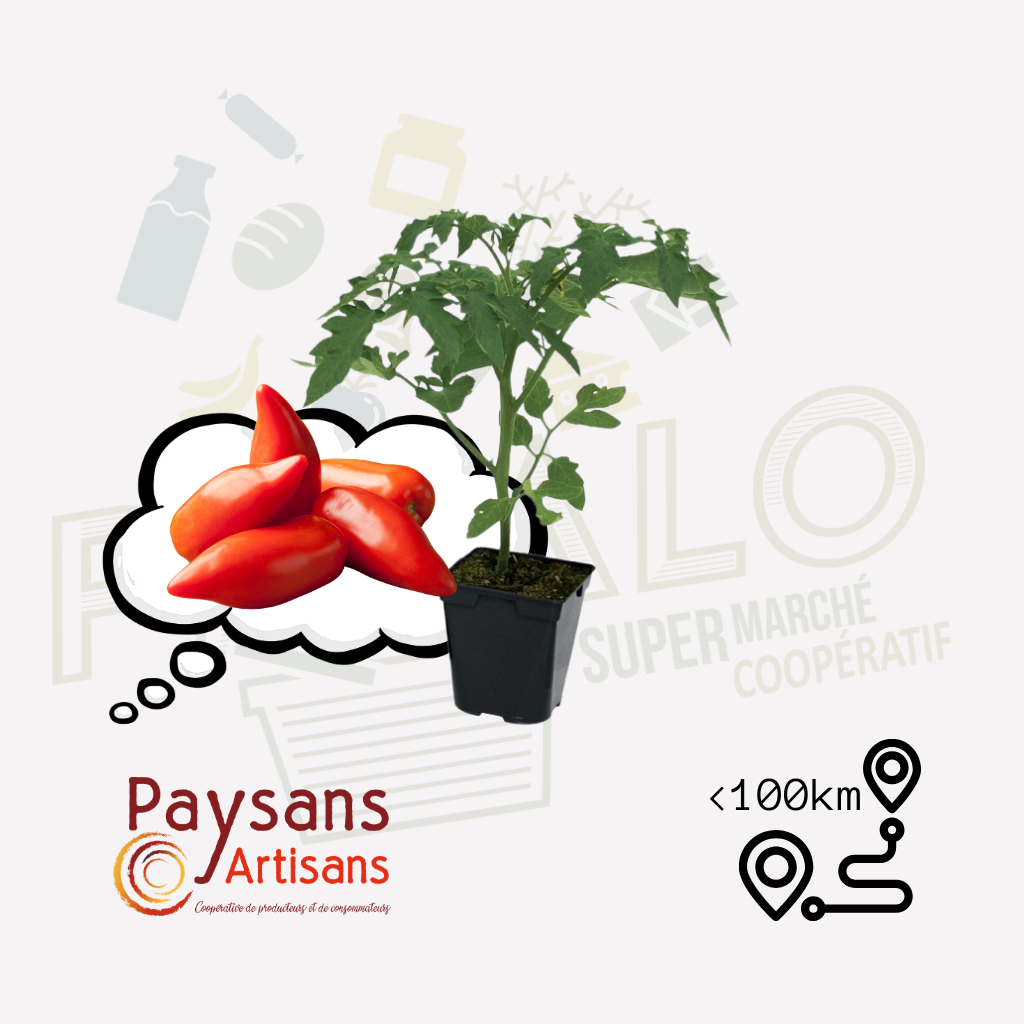 Plant - Tomate Cornue des Andes