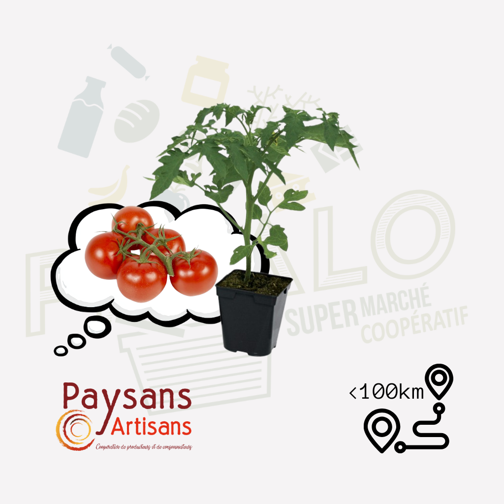 Plant - Tomate Maestria