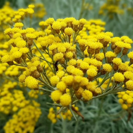 Hydrolat Hélichryse Italienne BIO