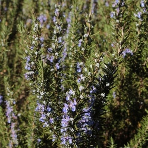 Hydrolat Romarin Verbenone BIO