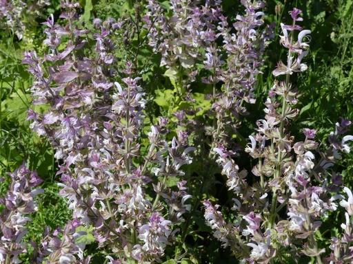 Hydrolat Sauge Scarlée BIO