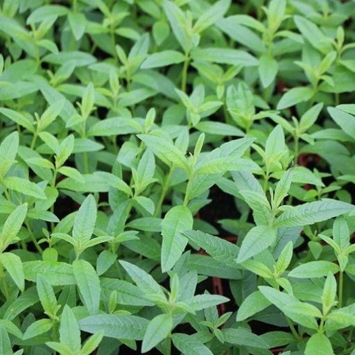 Hydrolat Verveine Odorante BIO
